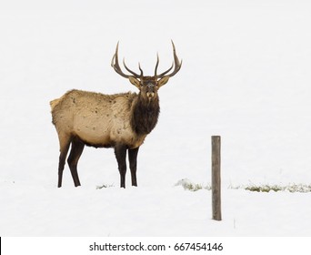 Bull Elk In Snow In Sagebrush Meadow In Winter