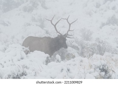 A Bull Elk In The Snow In Yellowstone National Park.