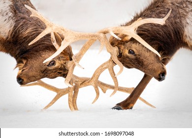 Bull elk sparring at the Gaylord Elk Park.