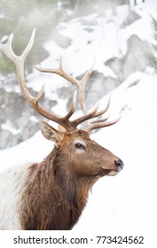 Bull Elk standing against a rocky snowy mountain in the winter snow in Canada