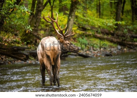 Bull elk standing in a creek