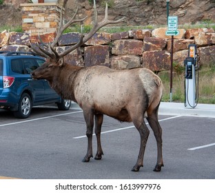 A Bull Elk Standing In A Parking Lot In Estes Park, Colorado