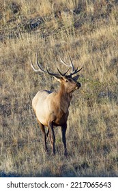 A Bull Elk Stands In Short Dry Grass In Western Montana.