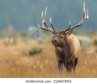 Bull elk trotting to defend his harem of cow elk from other males during the September elk rut