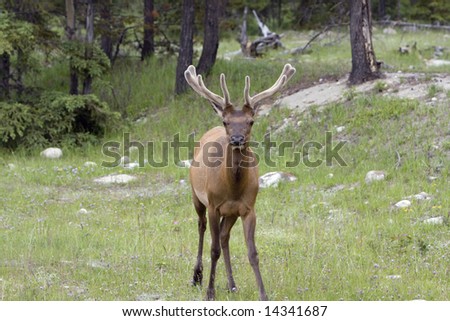 Similar – Rocky Mountain Elk, Banff National Park, Canada