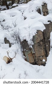 Bull Elk Wading Through Deep Snow