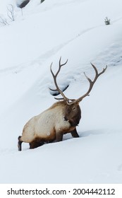 Bull Elk Wading Through Deep Snow