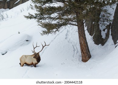 Bull Elk Wading Through Deep Snow