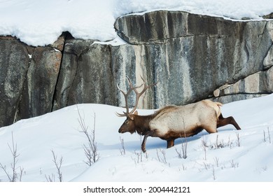 Bull Elk Wading Through Deep Snow