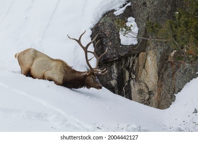 Bull Elk Wading Through Deep Snow