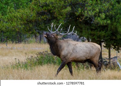 Wapiti Images Stock Photos Vectors Shutterstock