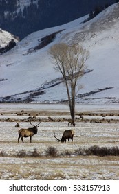 Bull Elk In Winter, Jackson Hole