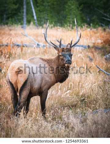 Similar – Rocky Mountain Elk, Banff National Park, Canada