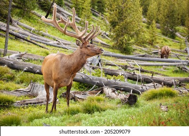 Bull Elk In Yellowstone Park In Summer