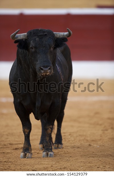 Bull Entering Arena Fight Matador Typical Stock Photo 154129379 ...