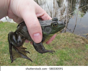 Bull Frog