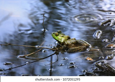 bull frog sun