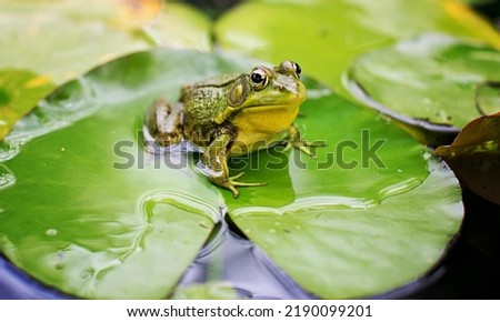 A Bull frog in a lily pad.