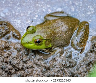 Bull Frog In The Mud