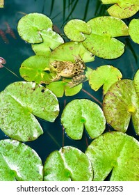 Bull Frog On A Lilly Pad In A Pond 