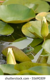 Bull Frog On Lilly Pad In A Fish Pond In Maryland