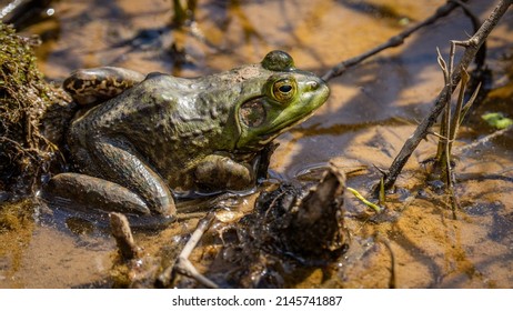 Bull Frog In The Pond