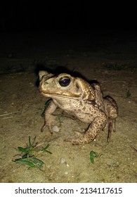 Bull Frog Standing At Night 