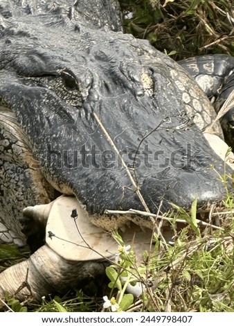 Bull gator with soft shelled turtle lunch
