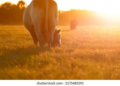 Bull Grazing On Grass In A Florida Pasture During Sunrise Or Sunset. 