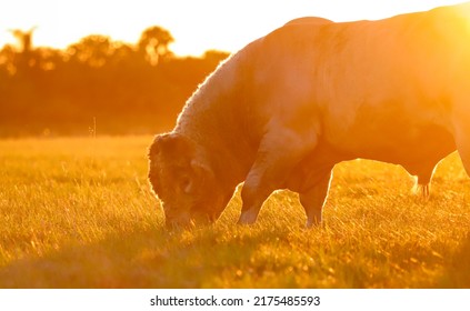 Bull Grazing On Grass In A Florida Pasture During Sunrise Or Sunset. 