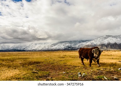 Bull Grazing Outside Of Genoa, Nevada.