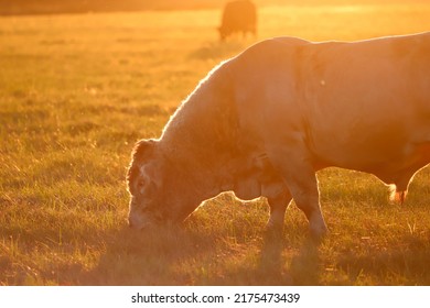 Bull Grazing At Sunrise In Florida Pasture. 