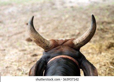 Bull Horn