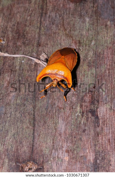 Real Framed Amissus Testaceus Bull Horn Beetle 7798 