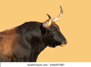 A bull with horns in Spain. The front part of the muscular animal can be seen from the side. The bull is isolated against a yellow background.