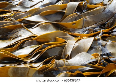 Bull Kelp Closeup