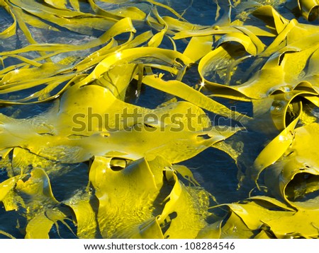 Bull Kelp or Durvillaea Antarctica blades floating on ocean surface background texture pattern
