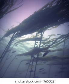 Bull Kelp Forest