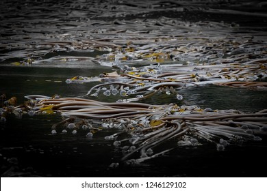 Bull Kelp At Low Tide