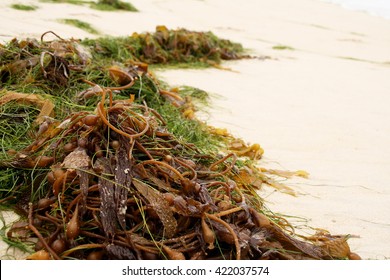 Bull Kelp On The Beach