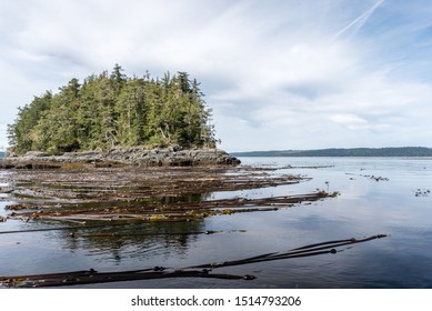 Bull Kelp And Pine Island, Johnstone Strait, North Vancouver Island, Canada