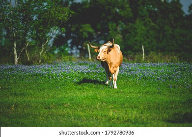 A Bull Longhorn Stands Among A Field Of Bluebonnets