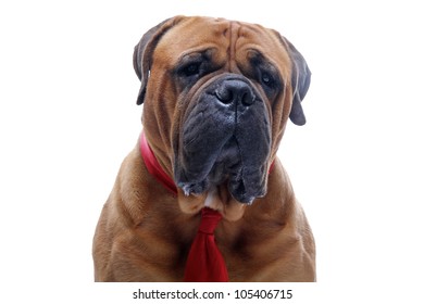 Bull Mastiff