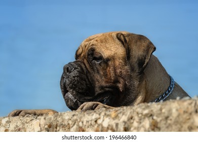 Bull Mastiff 