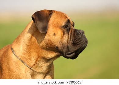 Bull Mastiff Portrait