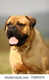 Bull Mastiff Portrait