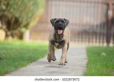 Bull Mastiff, Puppy, Mastiff