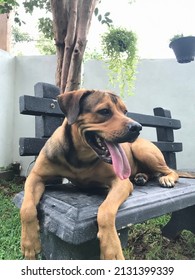 Bull Mastiff Rottweiler Mixed Dog