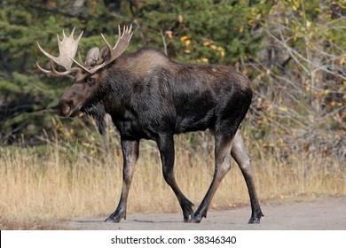 Bull Moose