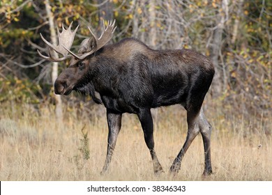 Bull Moose